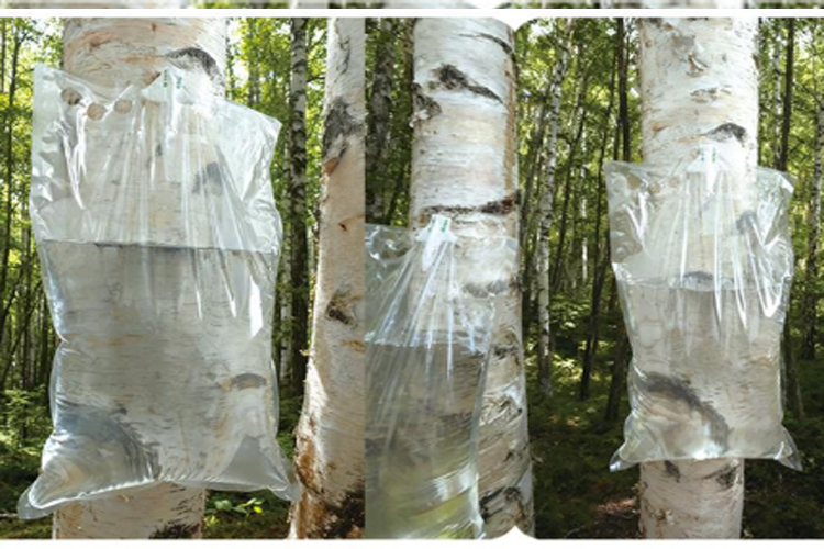 桦树汁采集袋-液体盒中袋BIB产品